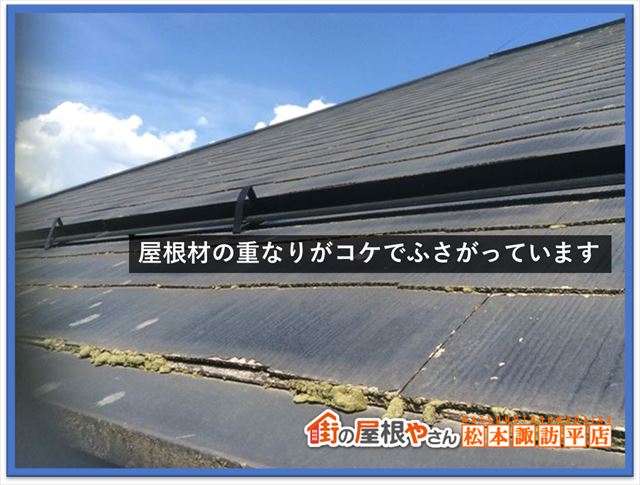 塩尻市現地調査　コケ